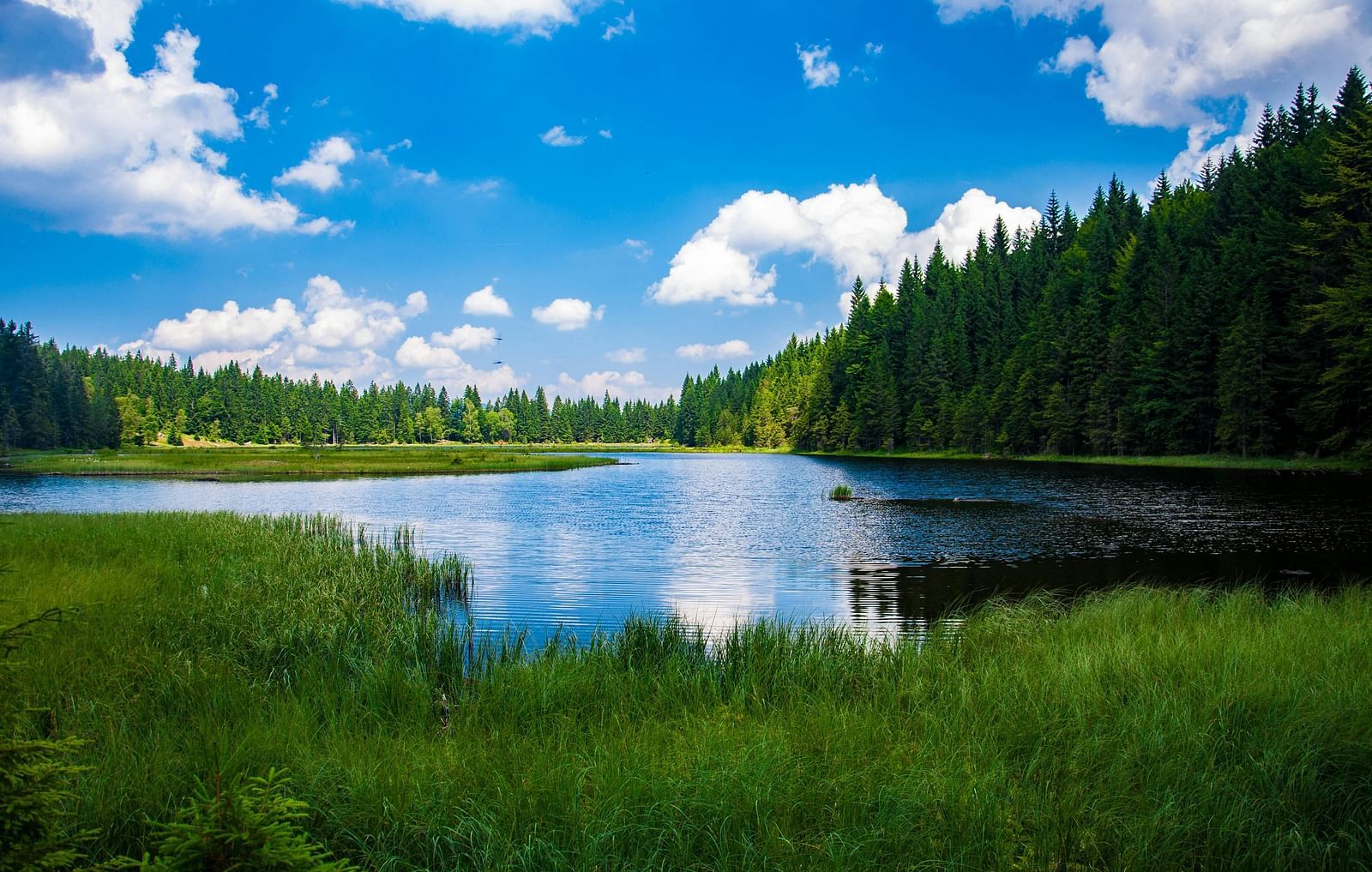 Scenic lake landscape with lush greenery under a bright blue sky filled with fluffy white clouds.
