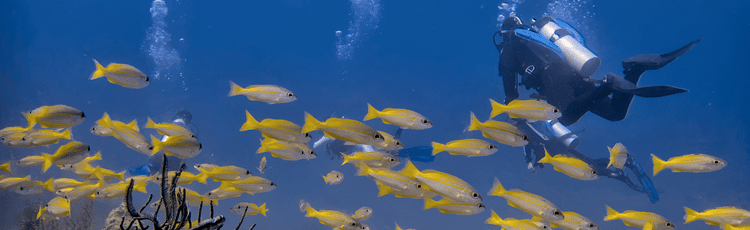 Underwater dive with vibrant fish near Barefoot Scuba Resort, perfect for diving enthusiasts.