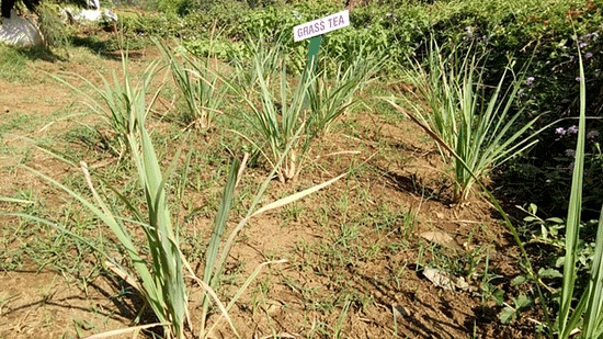 Herb Garden  - The Orchid Hotel Pune