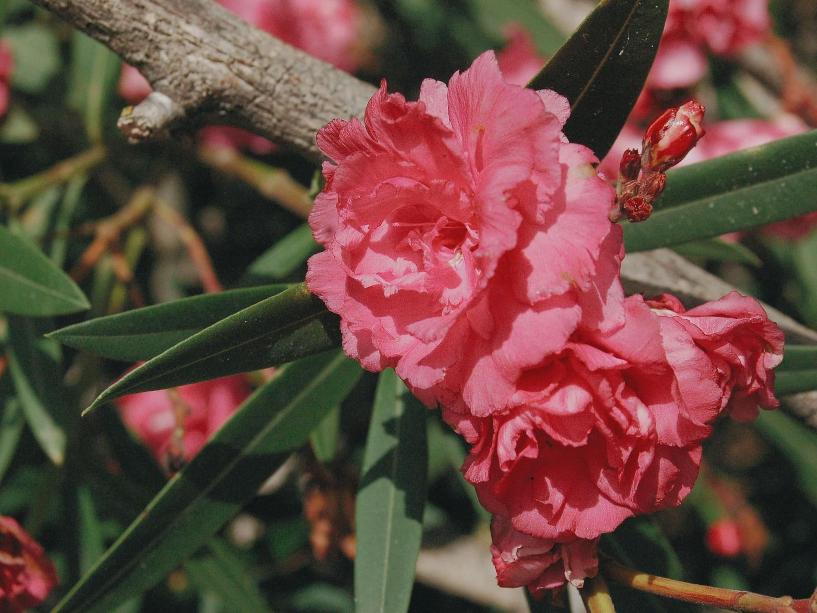 Pair of flowers in close-up with stems and leaves in the background.