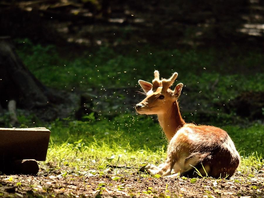 Sri Chamarajendra Zoological Gardens – A serene wildlife park featuring a variety of exotic animals.