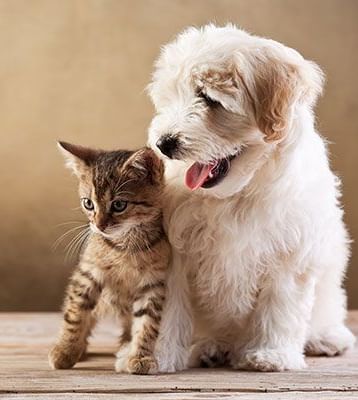 A tan tabby kitten and a fluffy white Goldendoodle puppy are sitting side-by-side on a wooden surface against a plain brown background.