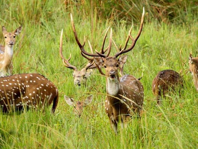 Group of deer grazing in a lush green grassland in wildlife sanctuary.