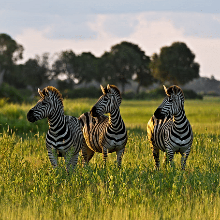 zebras