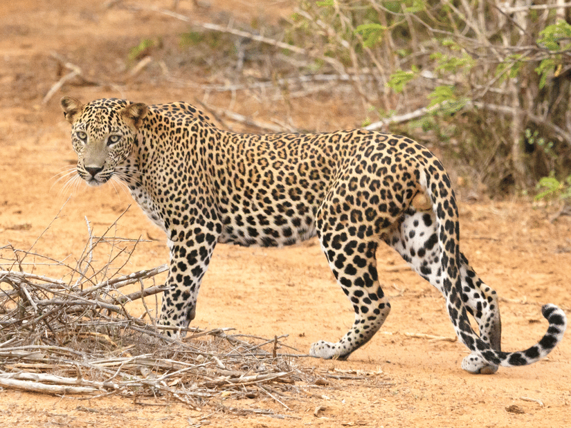 A leopard with a rosetted coat walking on reddish-brown dirt, looking back over its shoulder toward the camera, surrounded by dry twigs and scrub bushes.