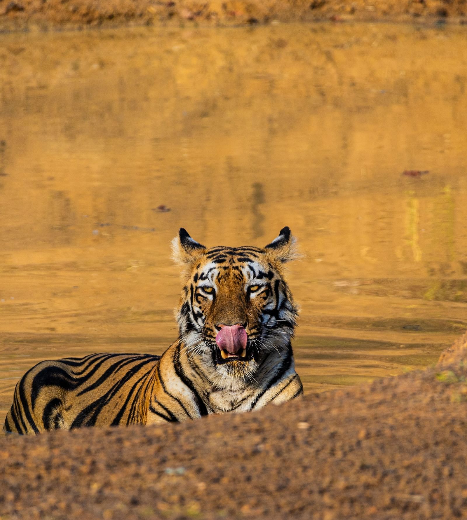 A Bengal tiger sitting and looking at the camera at Trees N Tigers, Tadoba.