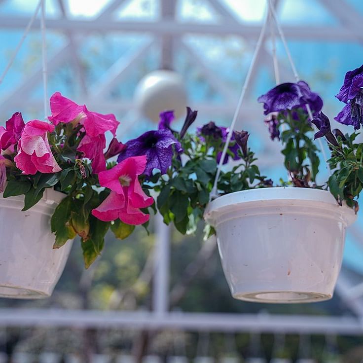 a close up shot of the potted plants with flowers hanging from the glass roof - Ibex Stays & Trails, Valparai (Mistly)