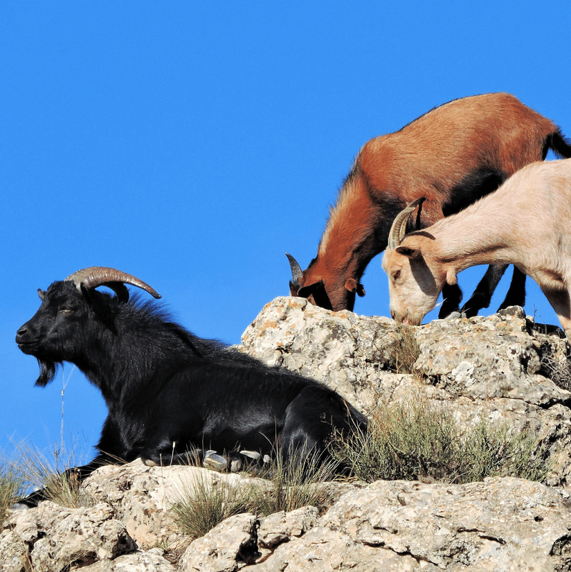 Goats standing on rocky terrain symbolising the legend behind the discovery of coffee in Ethiopia.