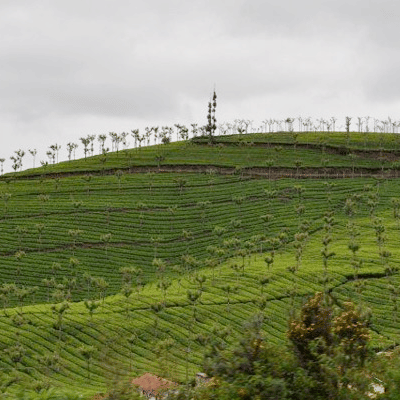 A wide view of a lush green tea plantation on sloping hills, with trees in the distance under an overcast sky
