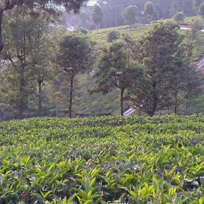 A close-up view of a tea estate on gently rolling hills, with green tea bushes and trees spread across the landscape.