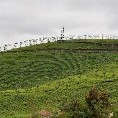 A wide view of a lush green tea plantation on sloping hills, with trees in the distance under an overcast sky