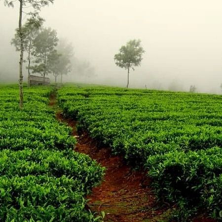 Tea Garden