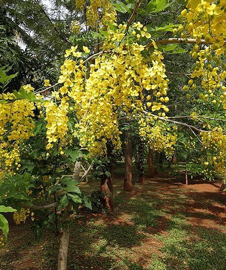 Yellow flowering trees in a garden, natural setting, sunlight.