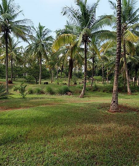 Green lawn with palm trees, outdoor landscape, sunny day.