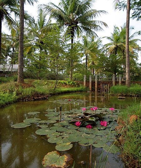 Pond with water lilies and palm trees, natural landscape.
