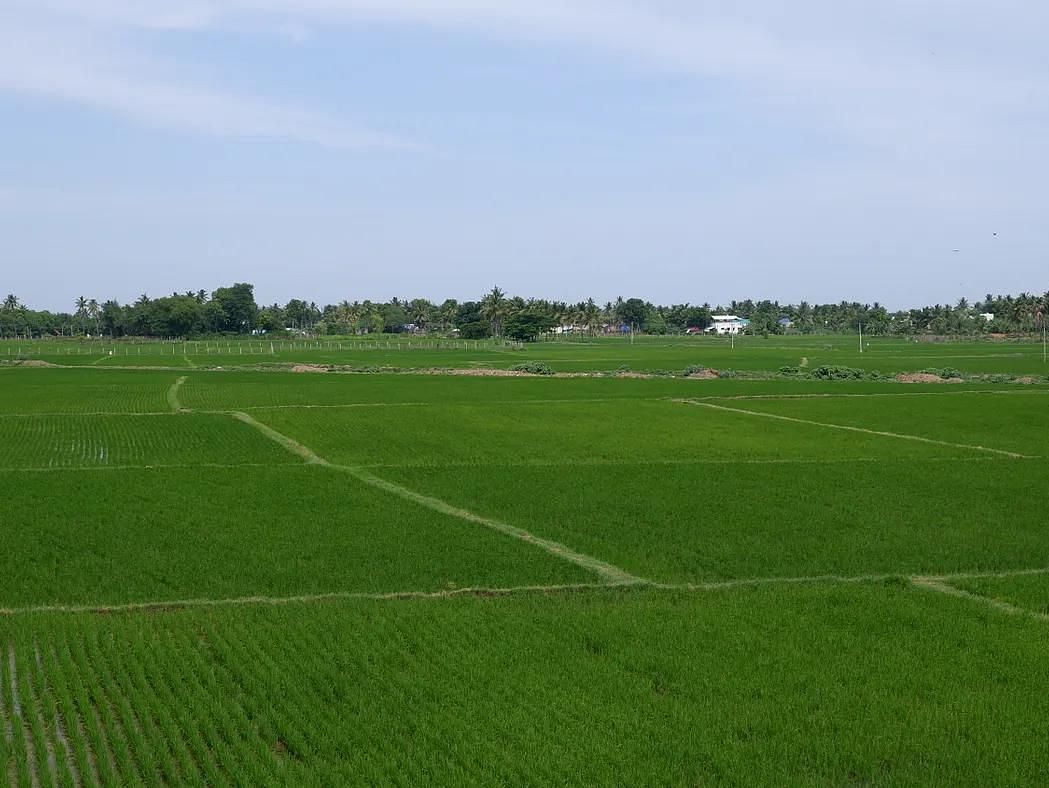 Tanjore - Vast green paddy fields near Dharasuram, showcasing the agricultural beauty of the region