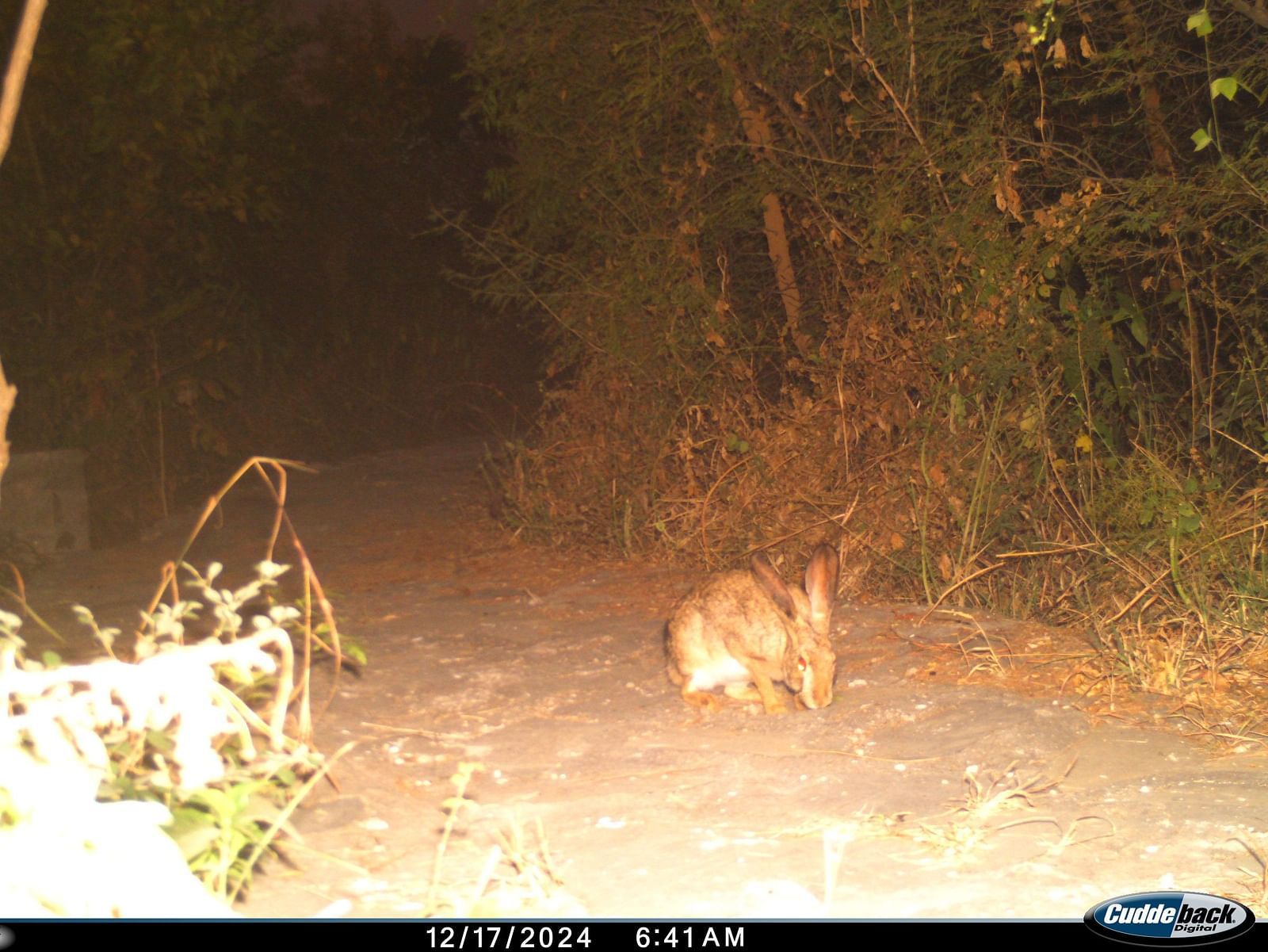 A hare is seen in a blurry, wooded environment, in the night time