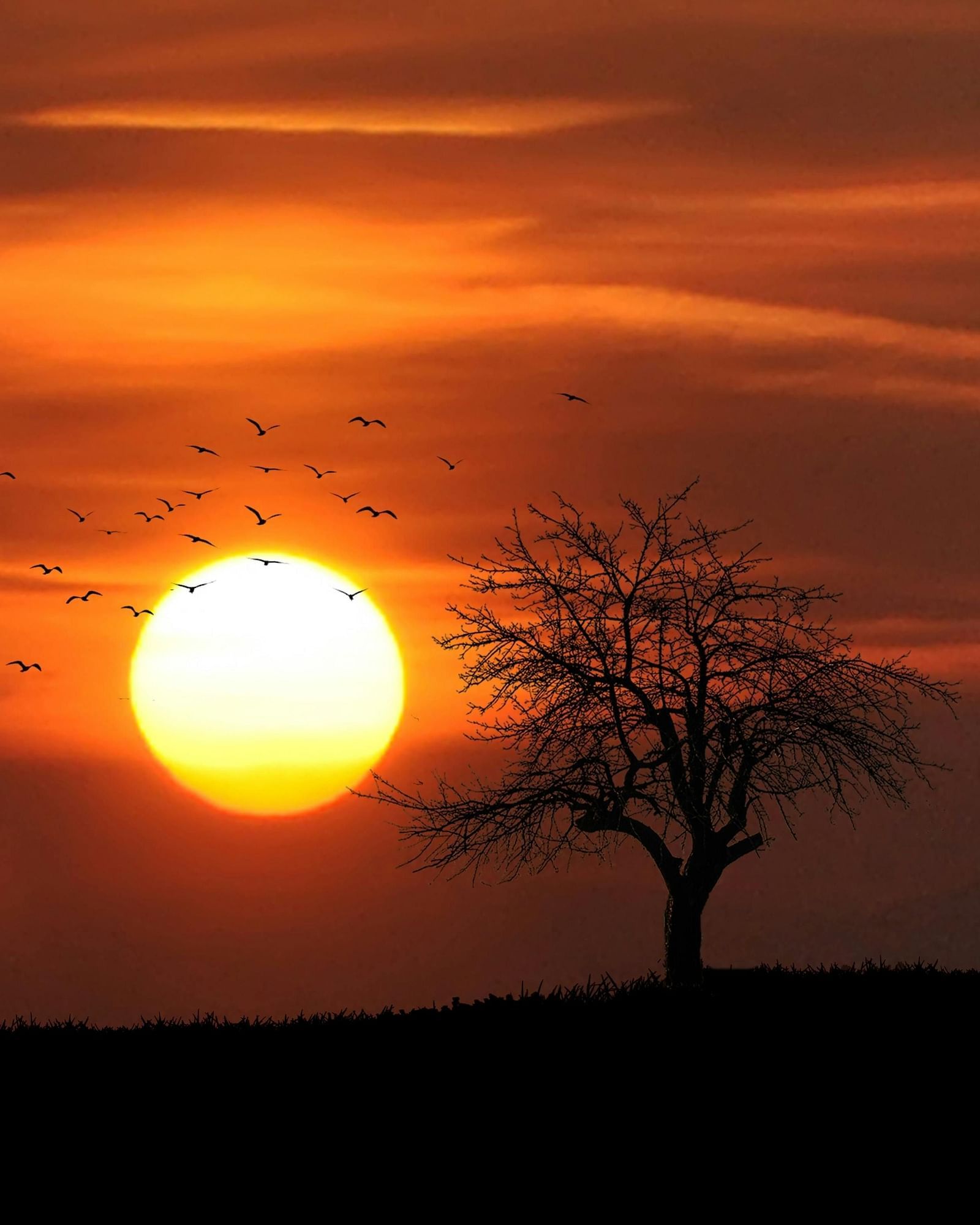 A vibrant sunset with a large orange sun near the horizon and a silhouette of a tree.
