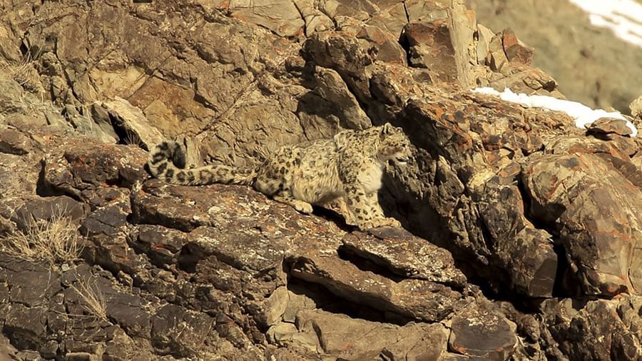 snow leopard Expedition at Reni Pani Jungle Lodge Near Satpura National Park