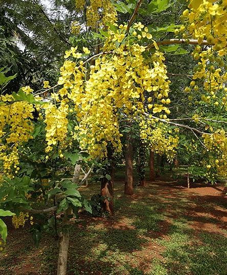 Yellow flowering trees in a garden, natural setting, sunlight.