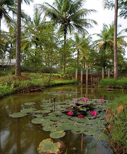Pond with water lilies and palm trees, natural landscape.