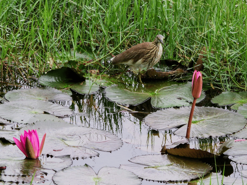 Bird standing among lily pads and blooming water lilies