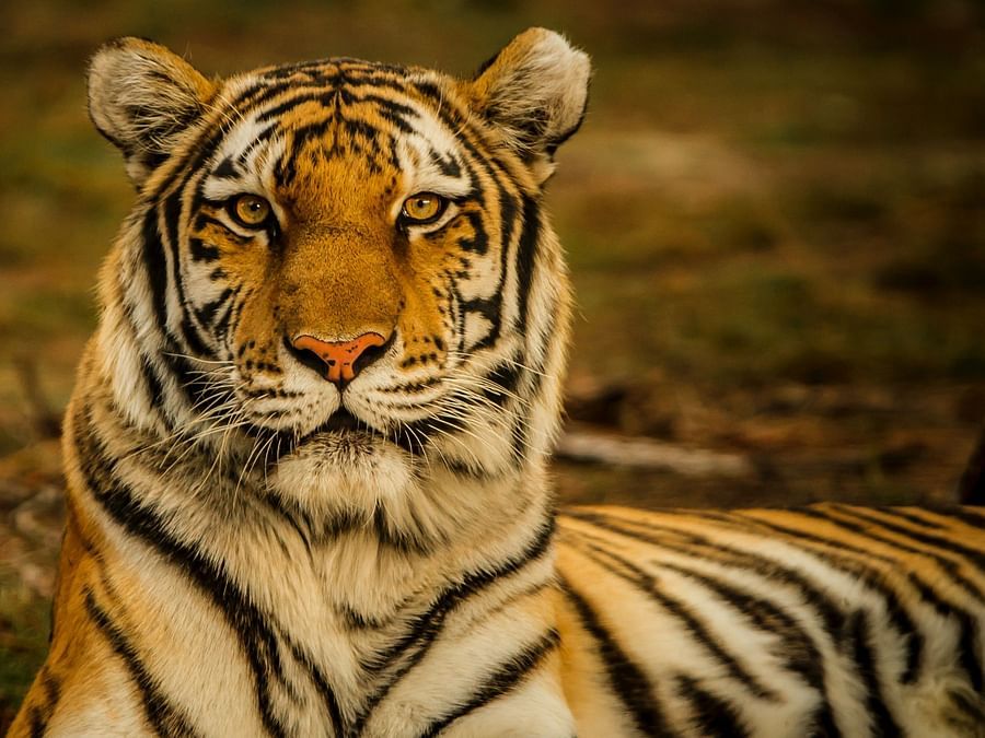 a closeup shot of a tiger sitting in the wild - Ibex River Resort, Pollachi