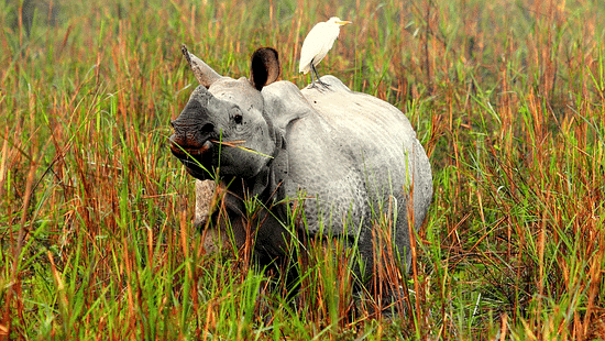 Kaziranga Banner