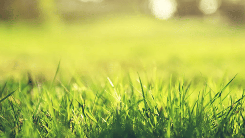 bamboo lawn- The Golden tusk