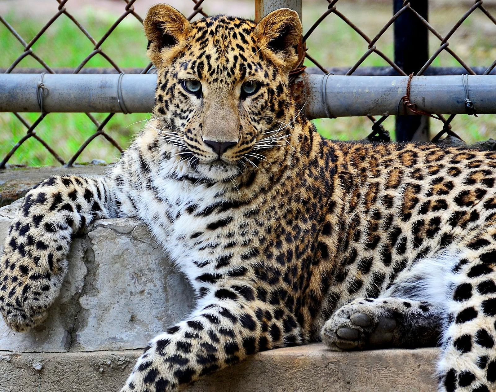 An image of a leopard resting with one paw placed on an object.