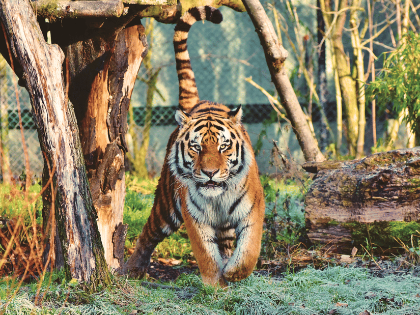 A tiger walking at the wildlife sanctury surrounded by tall trees.
