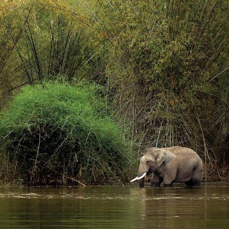 Kabini elephant wading in water by a bamboo forest.
