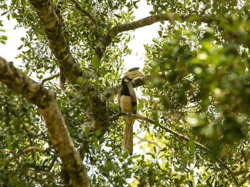 A Malabar pied hornbill sitting on the branch of a tree