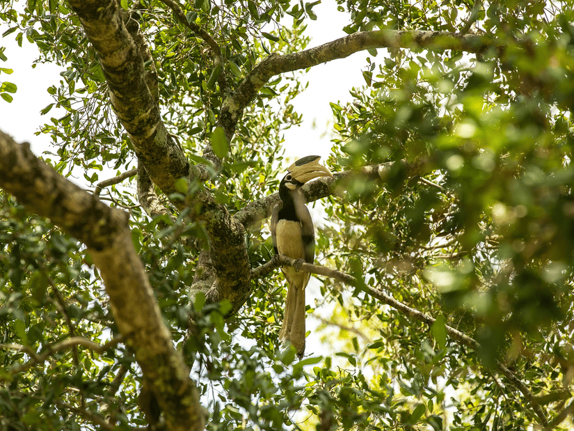 A Malabar pied hornbill sitting on the branch of a tree