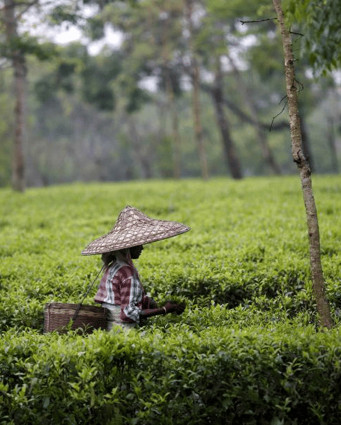 Munnar Monsoon Guide for Gulf Travellers