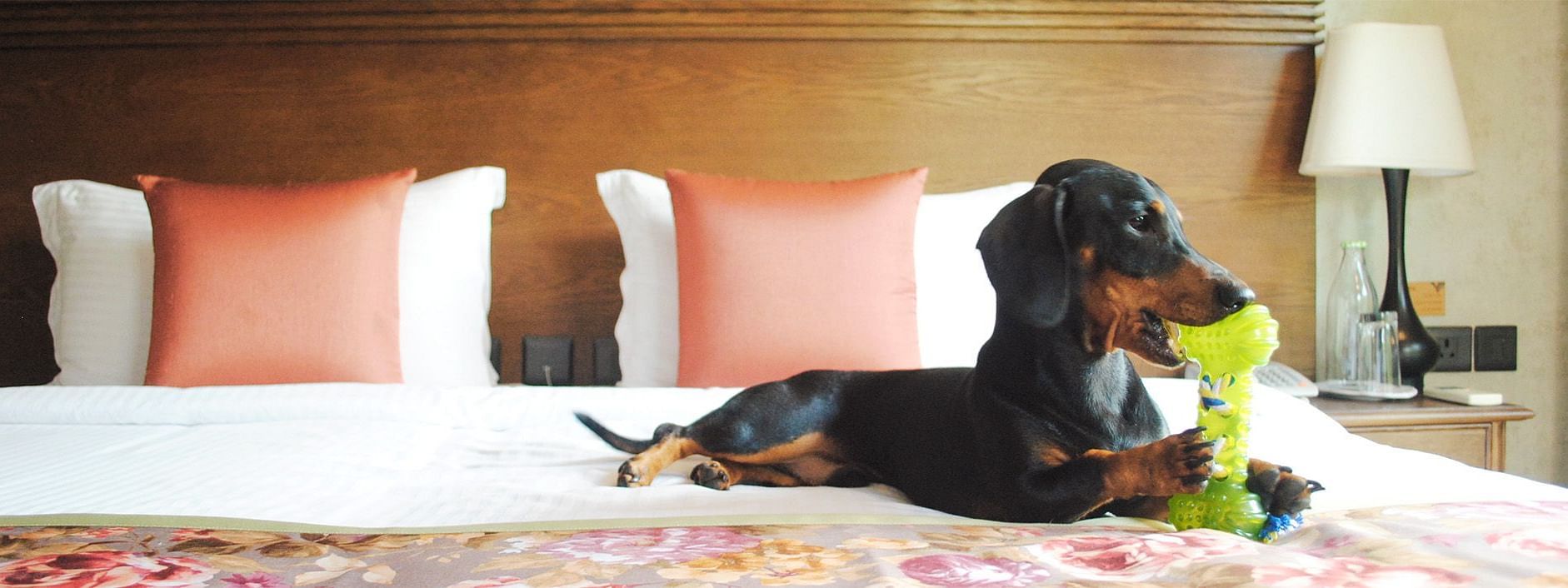 Puppy on a bed in a room at Karma Chalets
