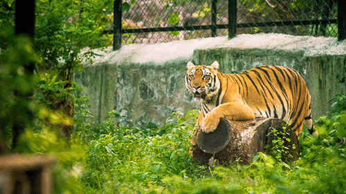 Picture of Arignar Anna Zoological Park featuring a tiger.jpeg