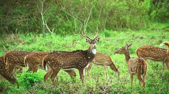 places-to-visit-ooty-tour-local-sightseeing-tour-package-deer-park-ooty