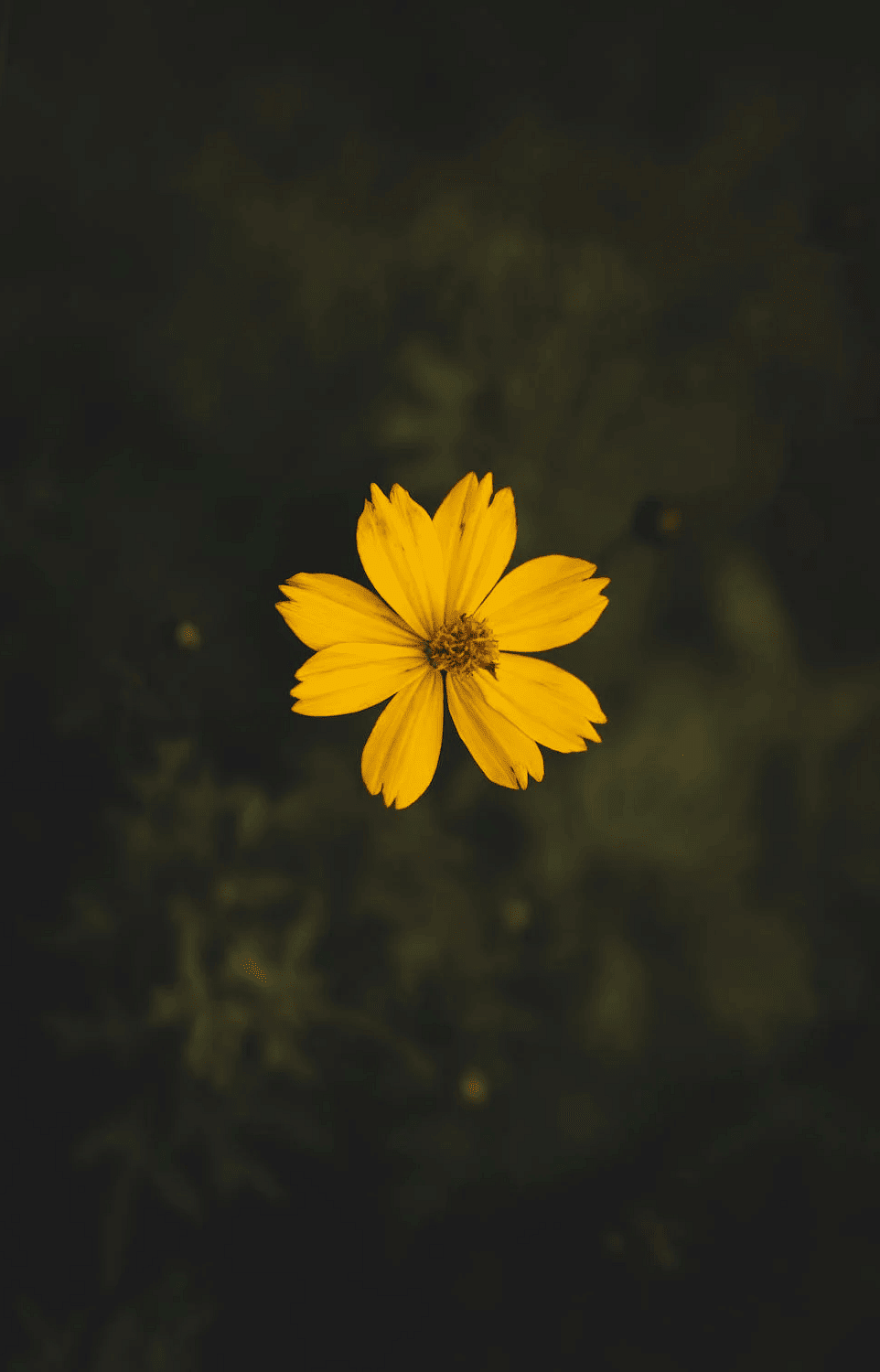 Image of a flower with a blurred background of leaves.