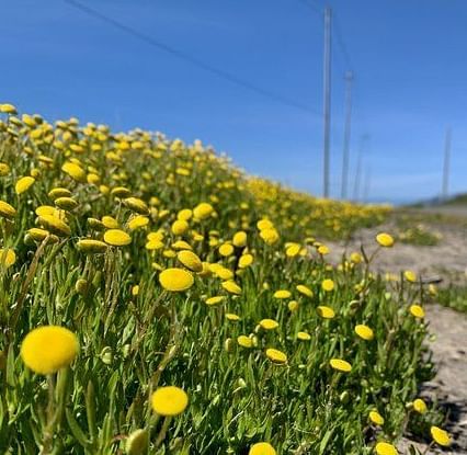 Field of flowers leading to a path under a clear sky.