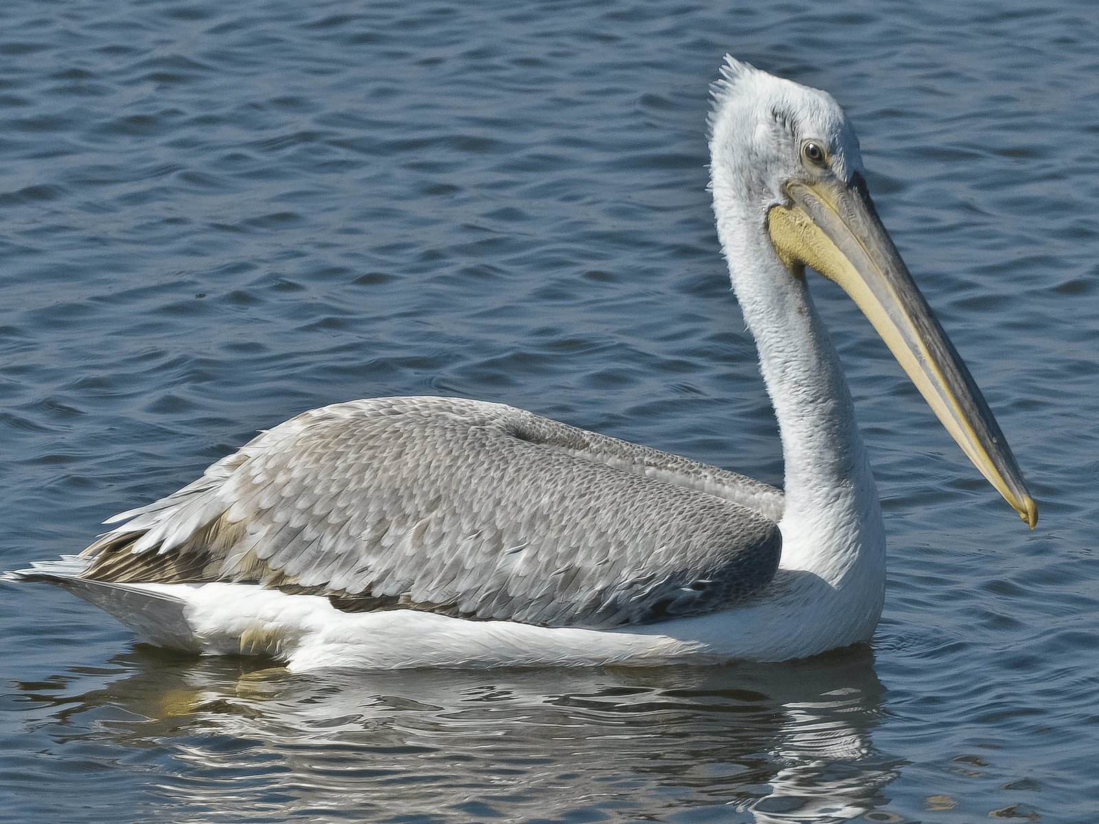 A close -up image of Great white Pelican with a long beak, moving in water