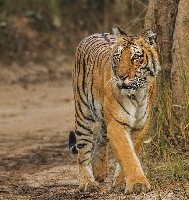 An image of a tiger walking straight captured in the day time