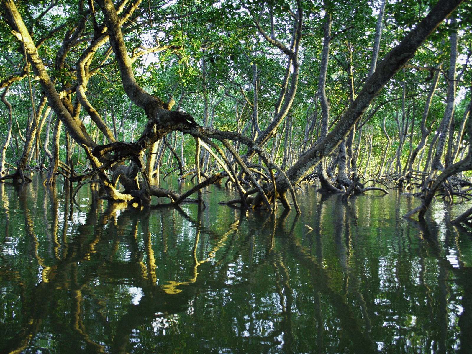 A dense, serene mangrove forest with gnarled, intertwining tree roots and trunks emerging from still, dark water, which reflects the green canopy above.