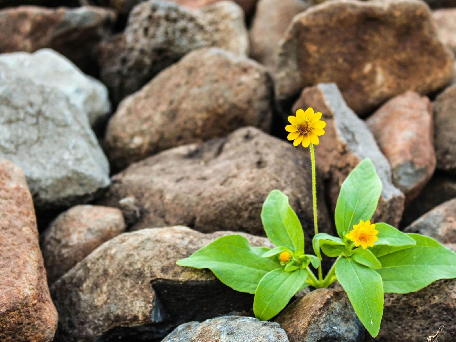 Two yellow Melampodium flowers surrounded by rocks.