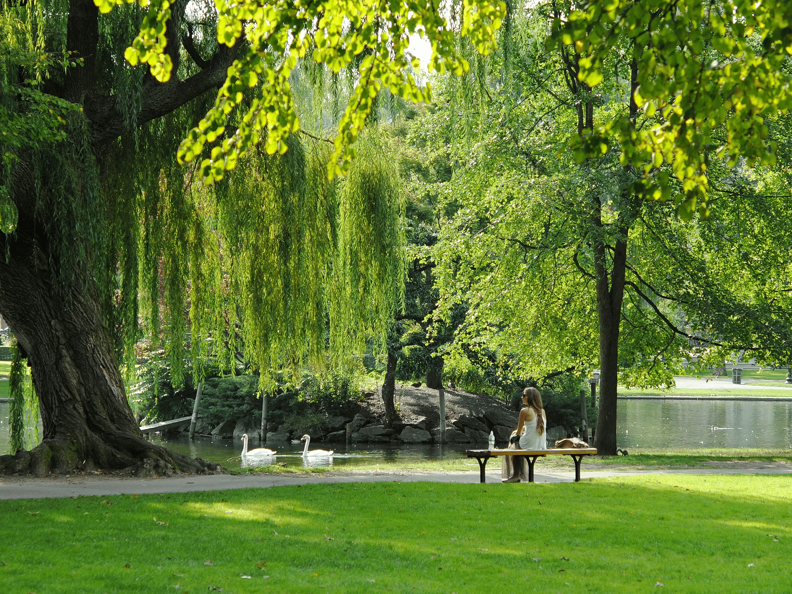 Shady park bench under large green trees beside a water body