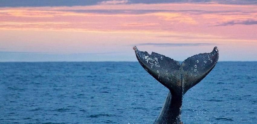 A whale's tail splashes back into the water, framed by a pink-filled sky in the background - Brewery Gulch Inn & Spa