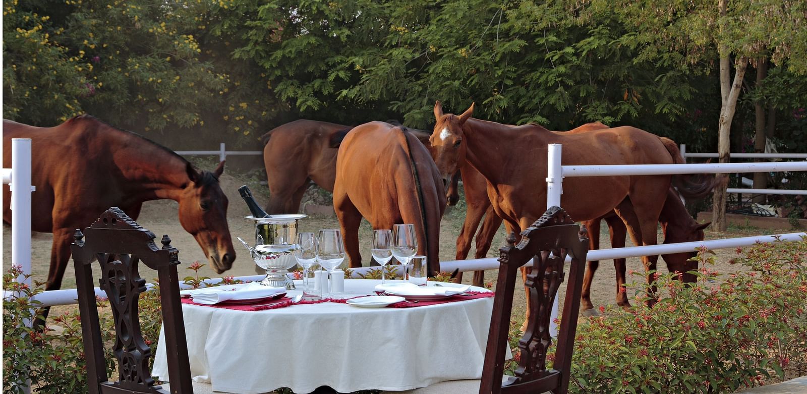Horses stand beside a beautifully set outdoor dining table in a tranquil garden setting - Khas Bagh, Jaipur.