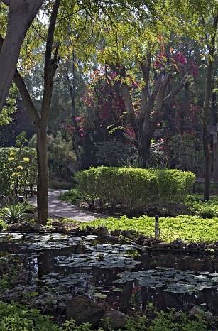 An image of a pond in a garden with lush greenery