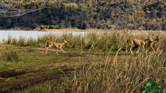 Safari Deer in jim corbett