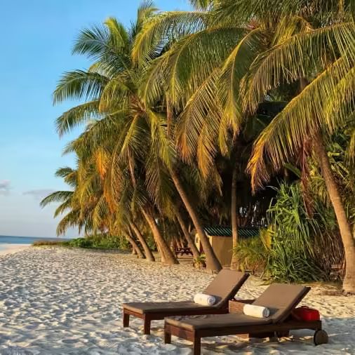 reclined chairs placed by the sea with beautiful coconut trees in the background